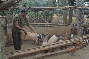 Mô hình trang trại chăn nuôi lợn thả mang lại thu nhập hàng trăm triệu đồng chí gia đình CCB Bùi Văn Đủi, xóm Mè, xã Bình Chân, huyện Lạc Sơn.